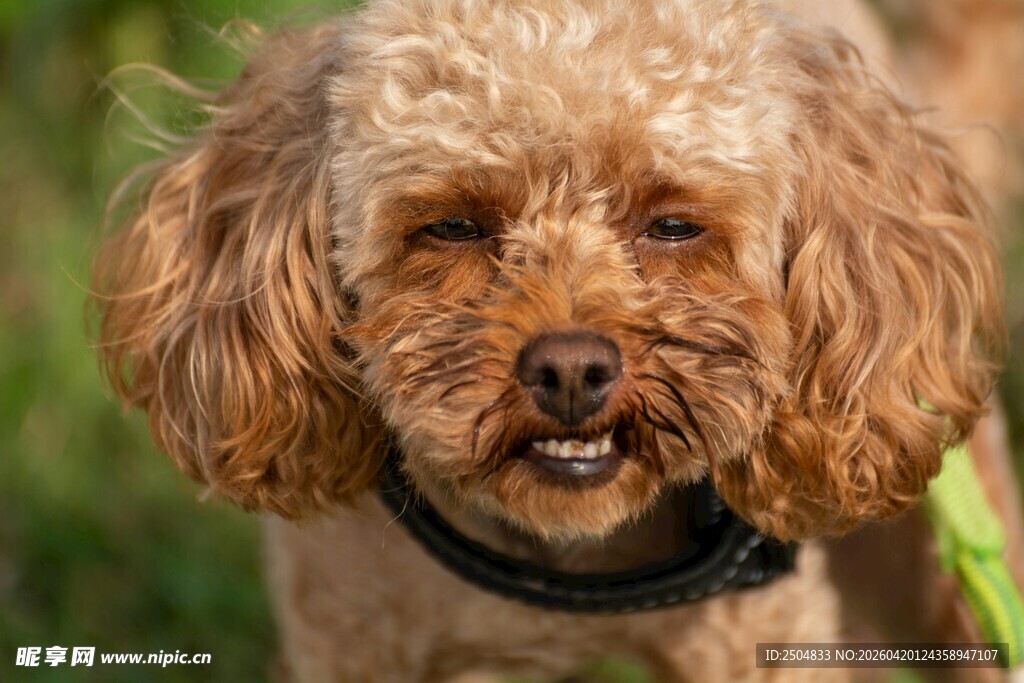 可爱棕色泰迪犬