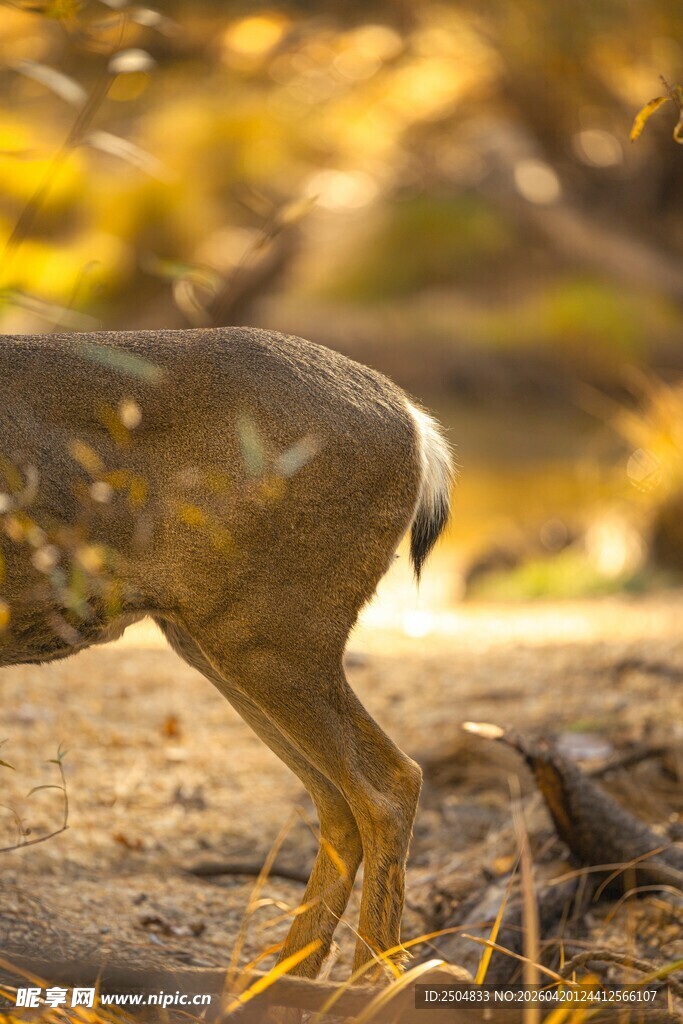 野外鹿的优雅身姿