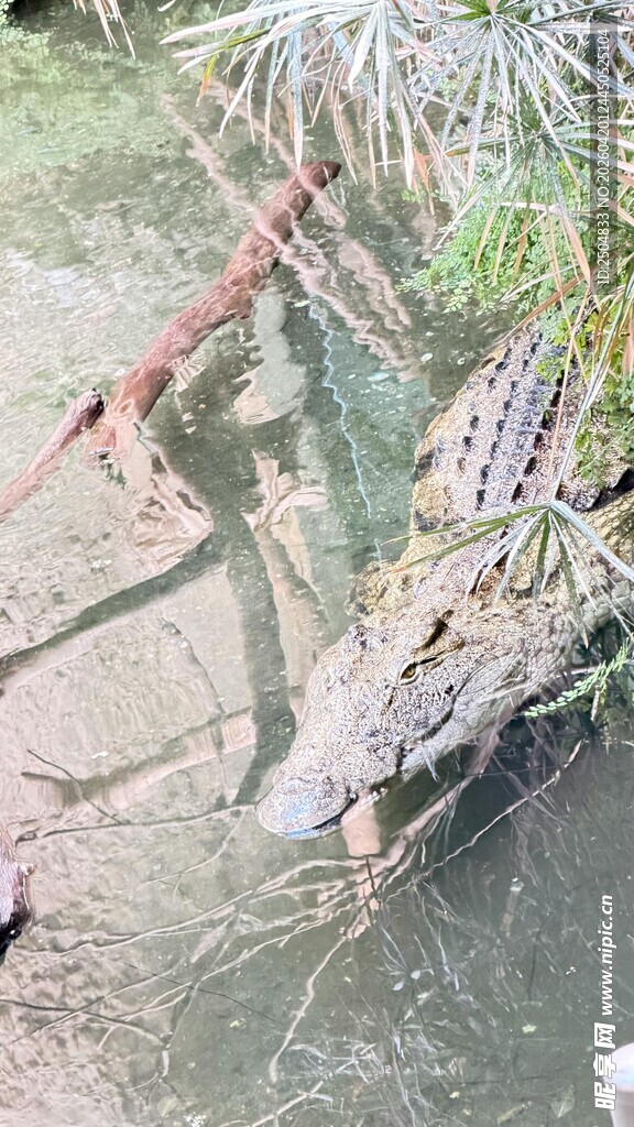 岸边休憩的鳄鱼