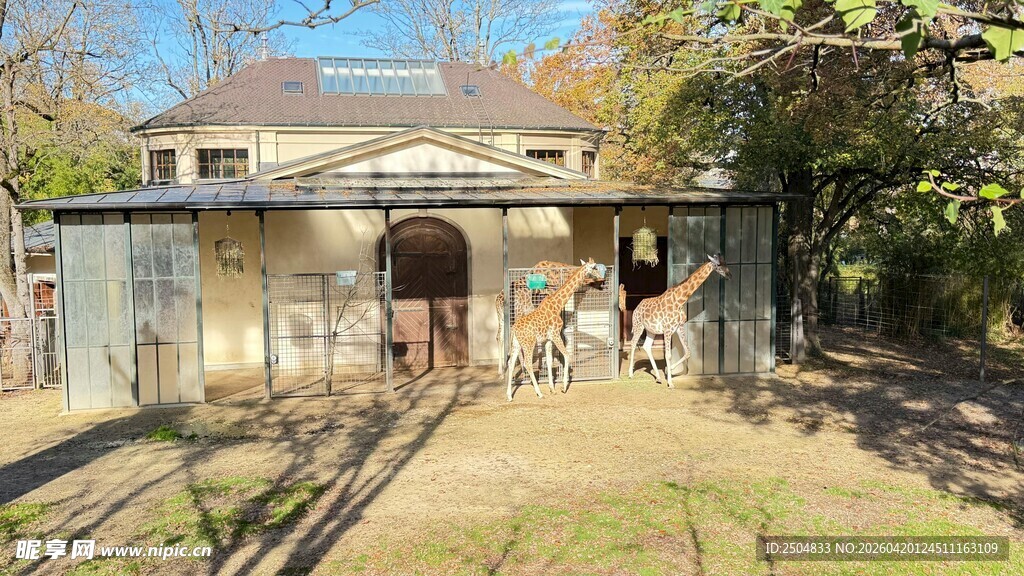 乡村小院的悠闲日常