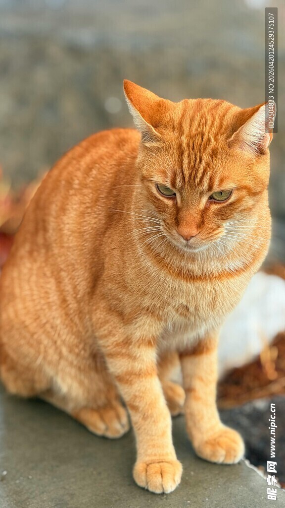 橘猫静坐