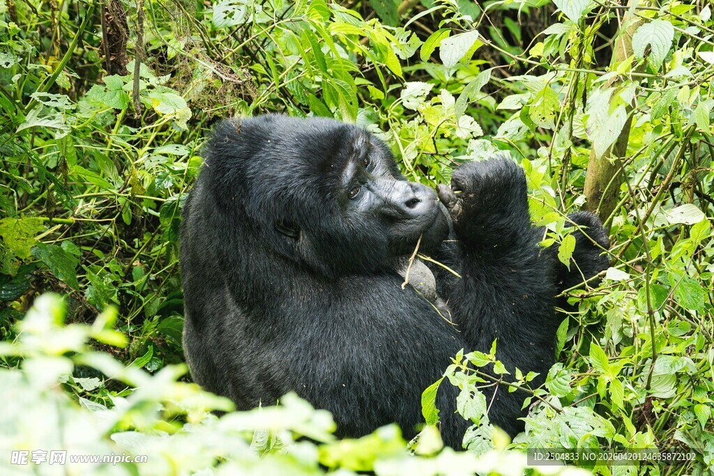 丛林中的大猩猩
