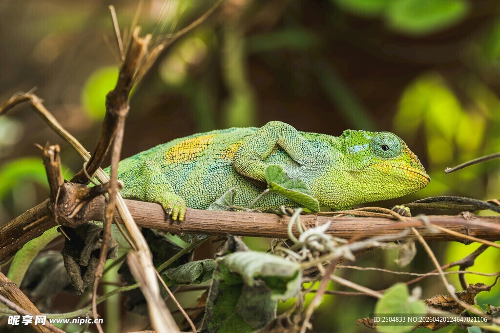 树枝上的绿色变色龙