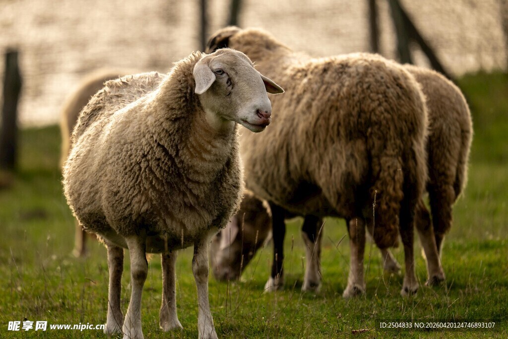 草地上的几只绵羊