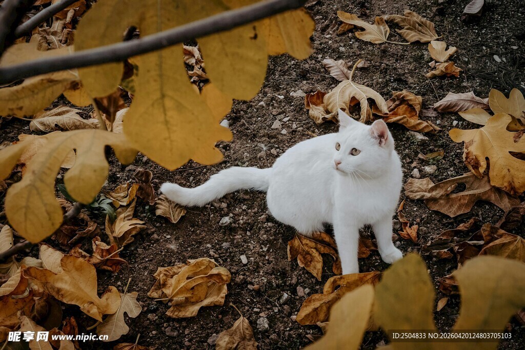 落叶中的白色猫咪