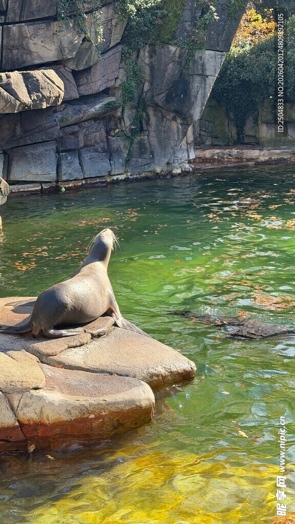 岩石上休憩的水獭