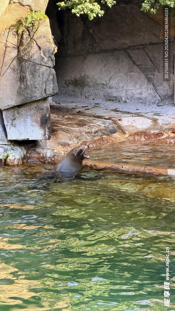 水中岩石旁的可爱海獭