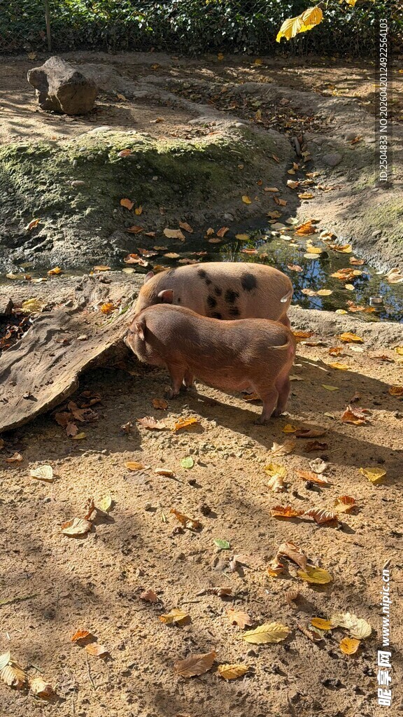 户外破损的棕色旧物件