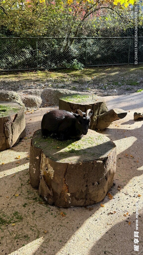 石凳上休憩的可爱黑猫