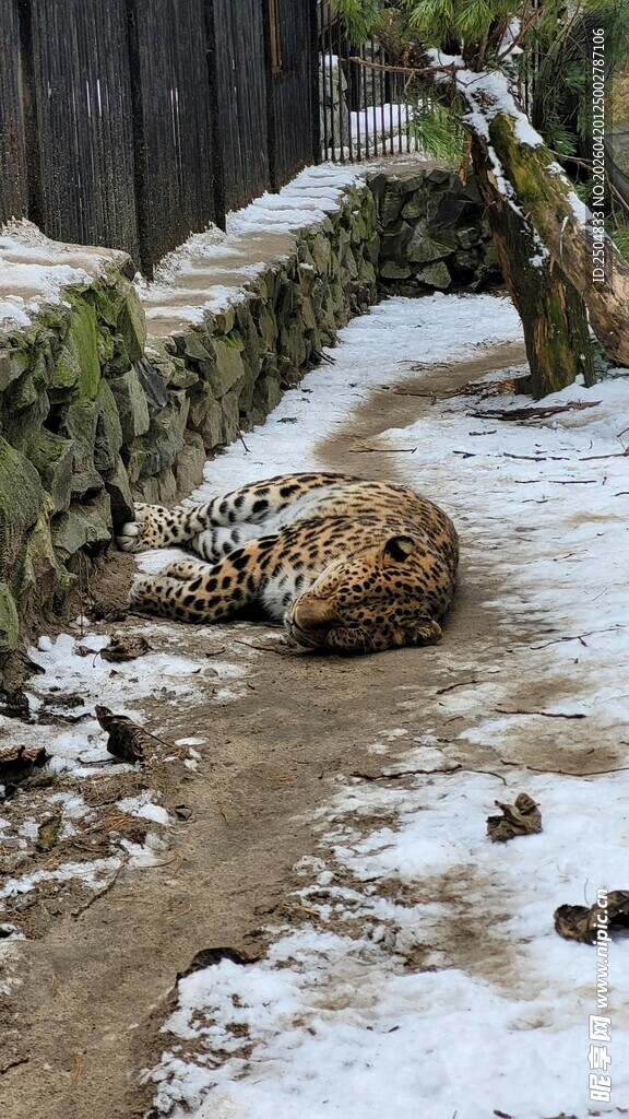 雪地中休憩的金钱豹