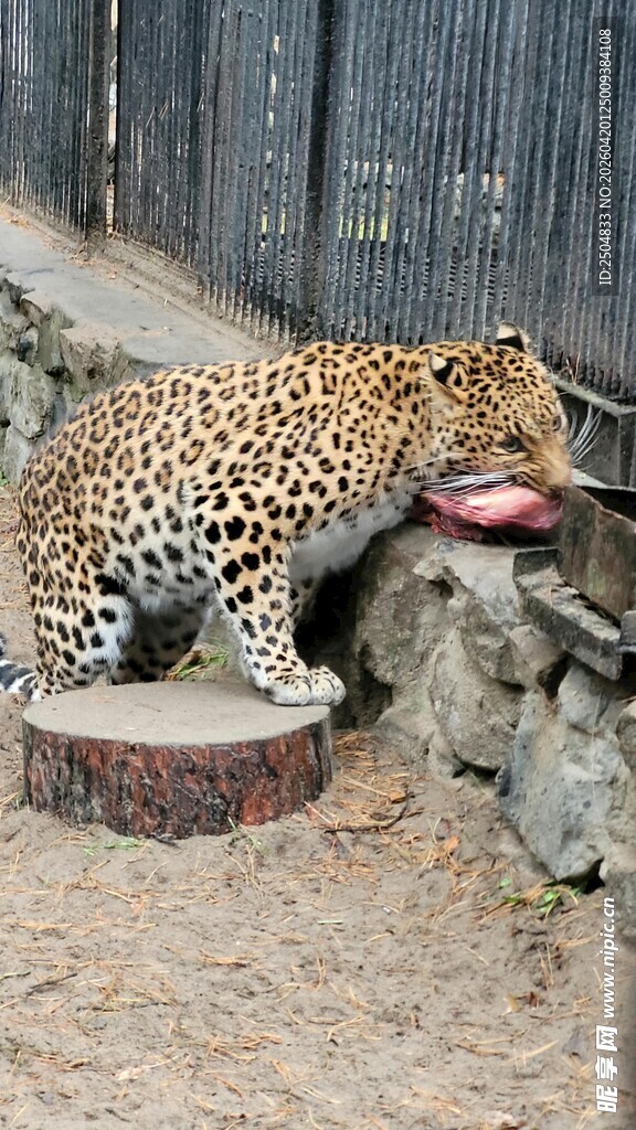 豹于石上进食场景