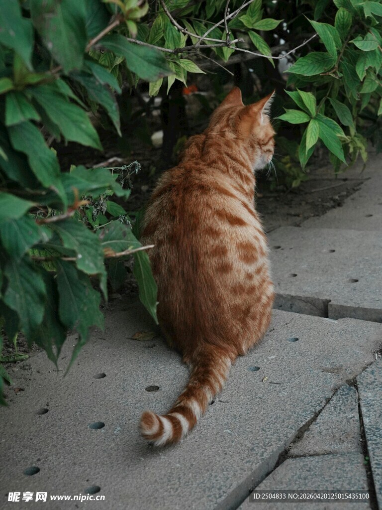 橘猫蹲坐绿植旁