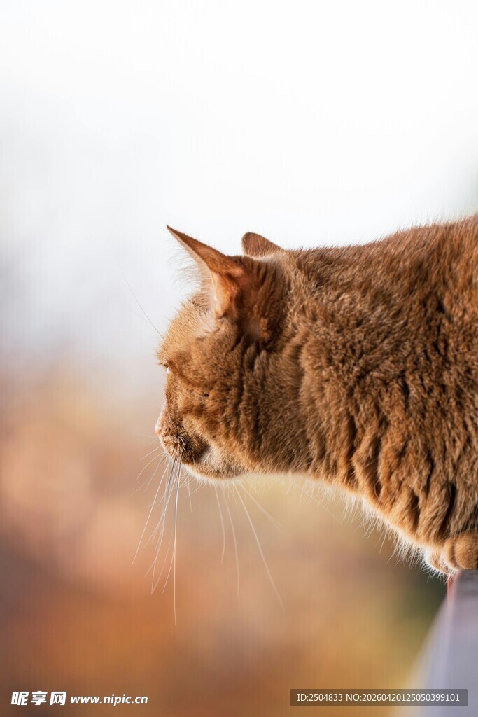 橘猫侧头凝视