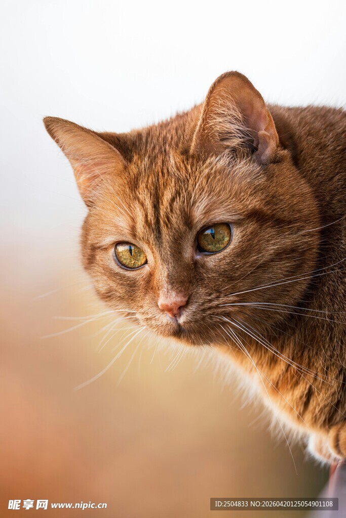 橘猫凝视瞬间