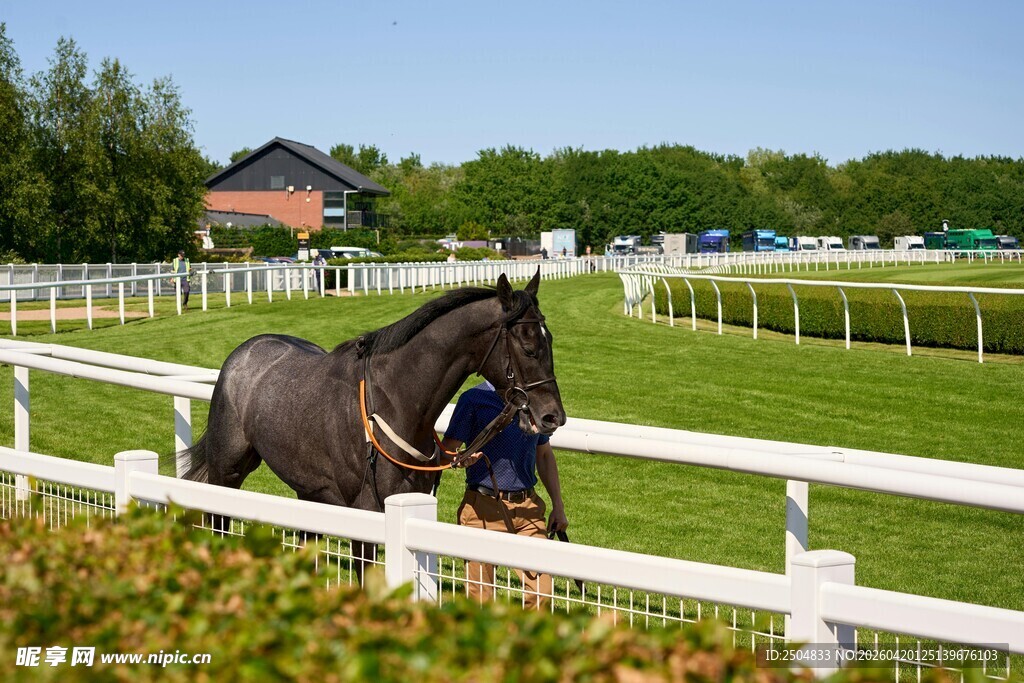 马场中奔跑的矫健黑马