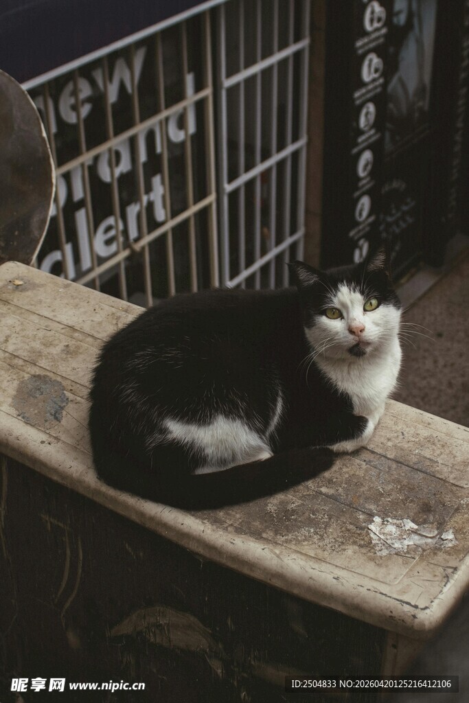 黑白猫咪惬意躺卧