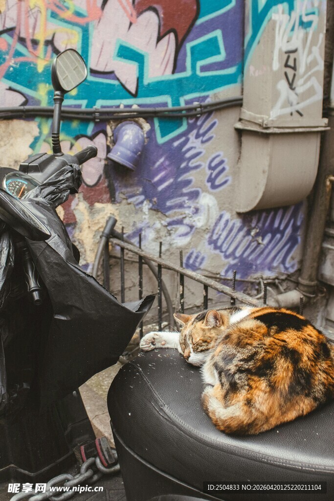 街头摩托车上的慵懒猫咪
