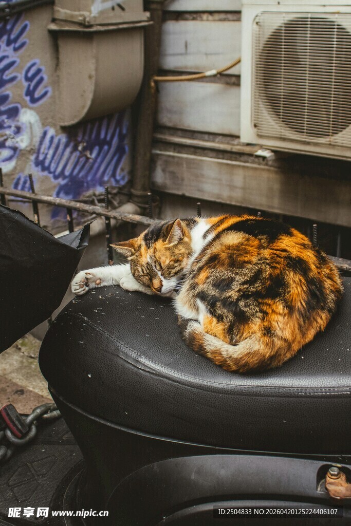 猫咪惬意躺坐黑色座椅上