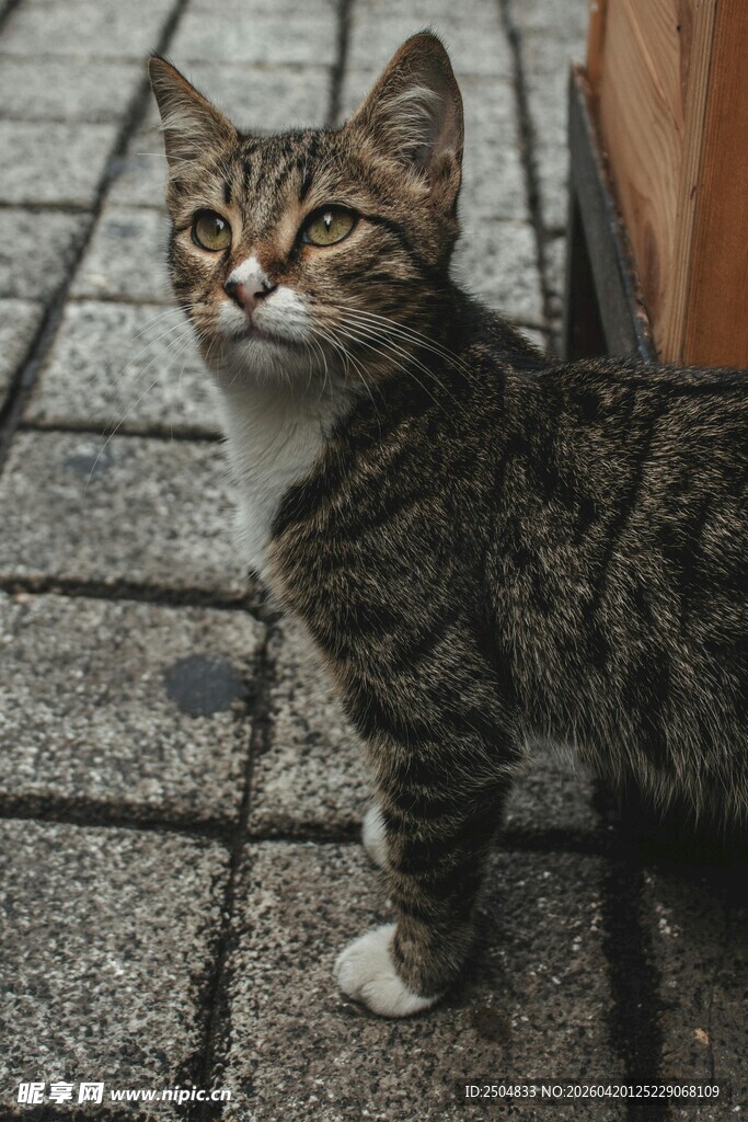 斑纹猫咪仰首望向上方