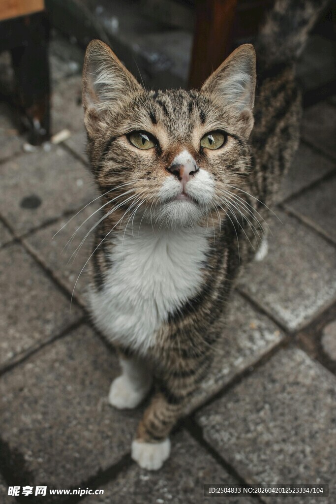 可爱花猫仰首望向上方