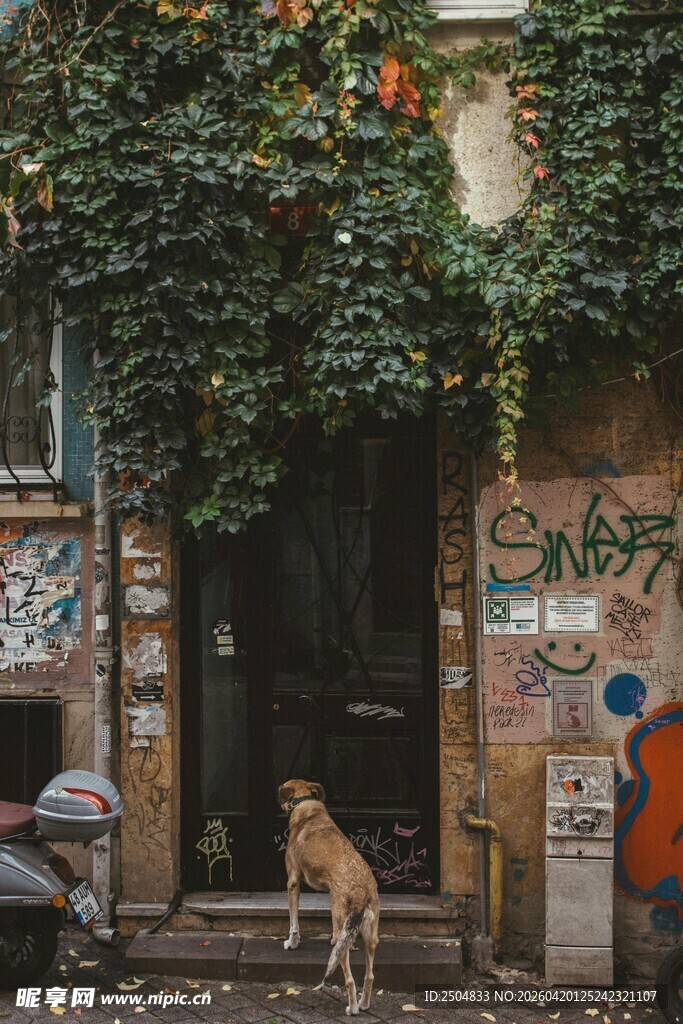 古旧门前的孤独小狗
