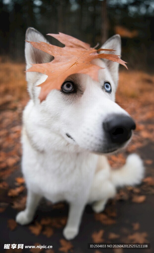 秋景中可爱的三色柴犬