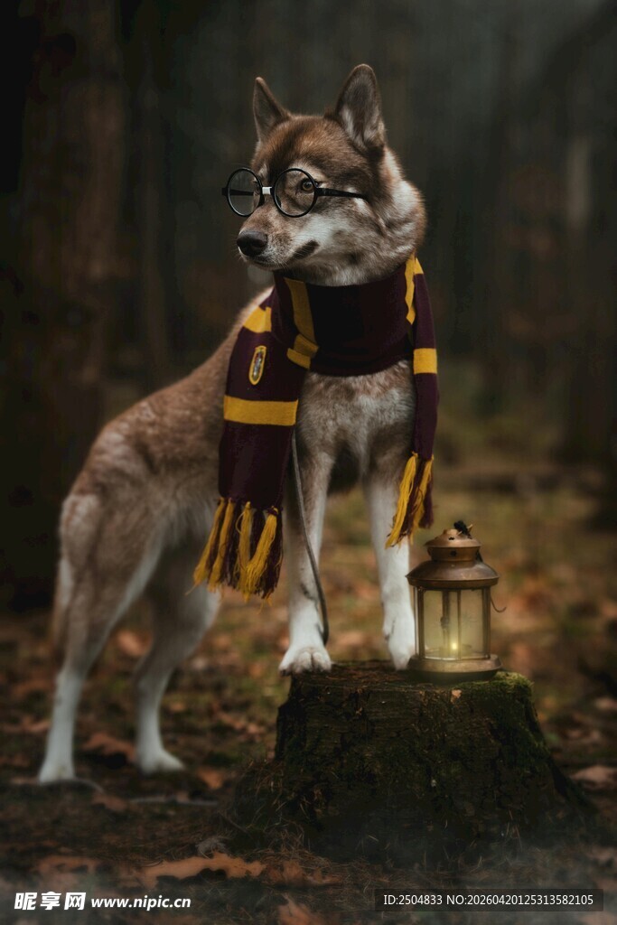 戴围巾的帅气双狼