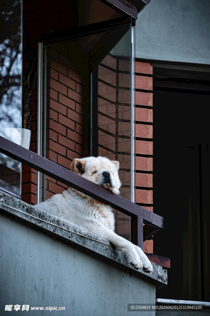 窗边小狗好奇张望