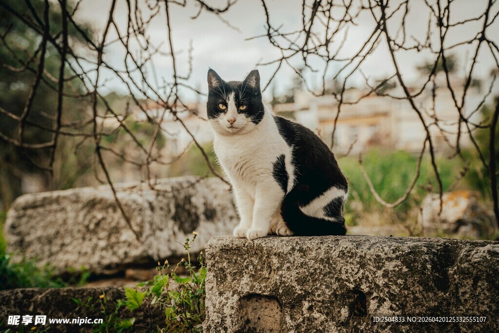 黑白猫咪坐于石上
