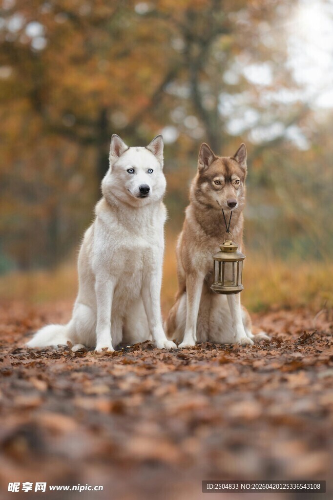 秋日双犬坐于落叶之地