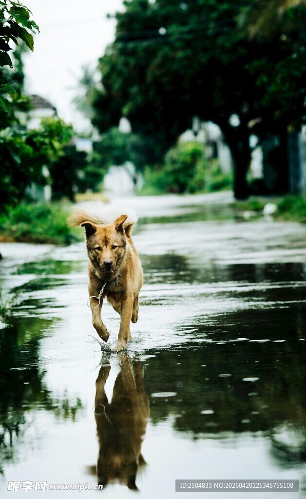 雨中奔跑的欢乐小狗