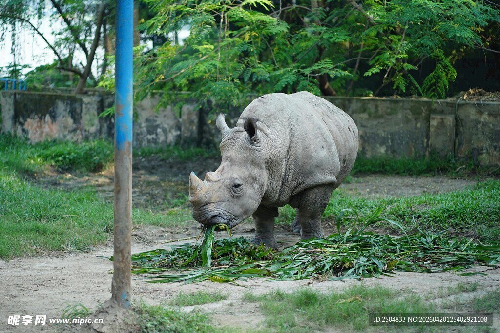 动物园中进食的独角犀牛