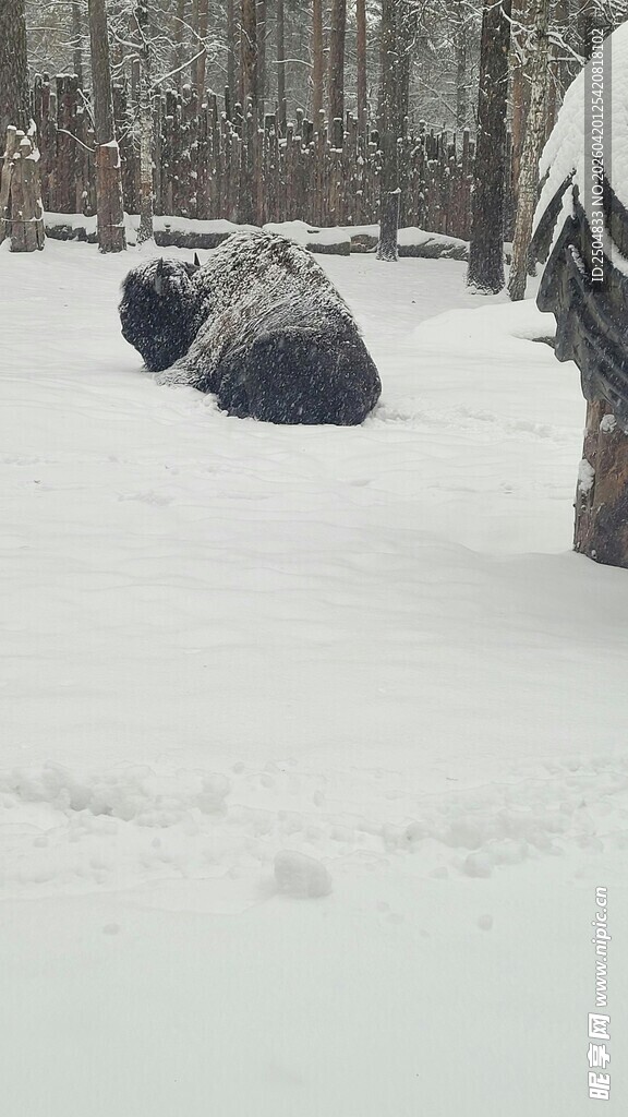 雪地中的动物身影