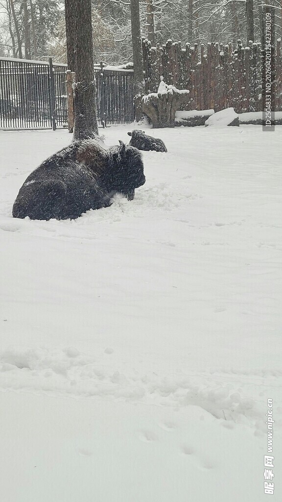 雪地中休憩的黑色动物