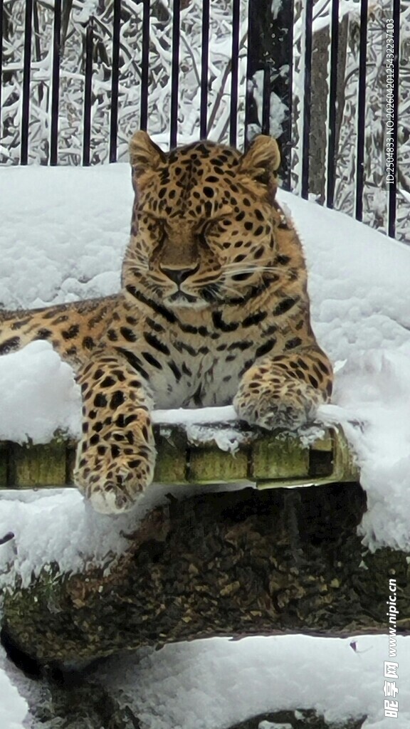 雪地中的花豹