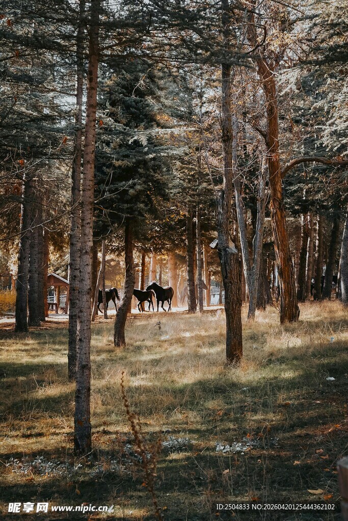 林间静谧景象