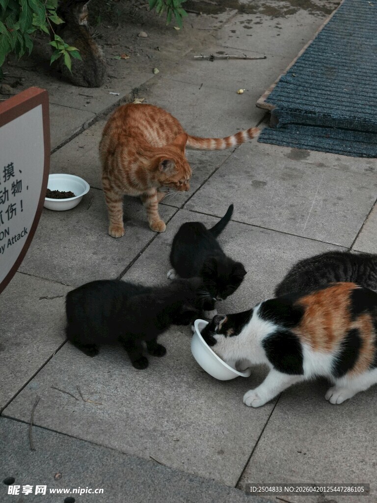 猫咪们围聚进食画面