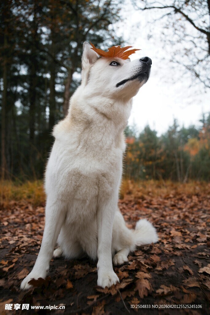 林间白狗仰头望景