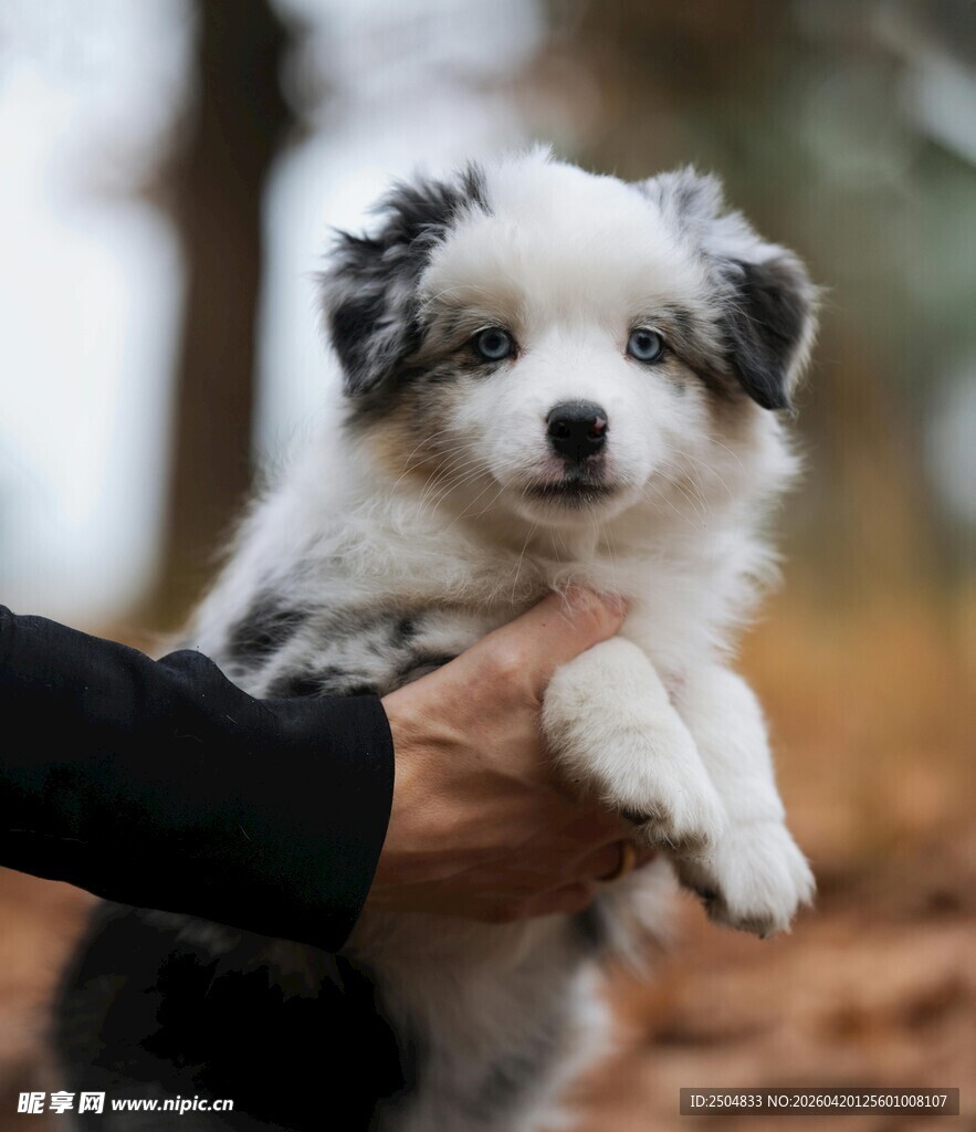 手托萌态边牧幼犬