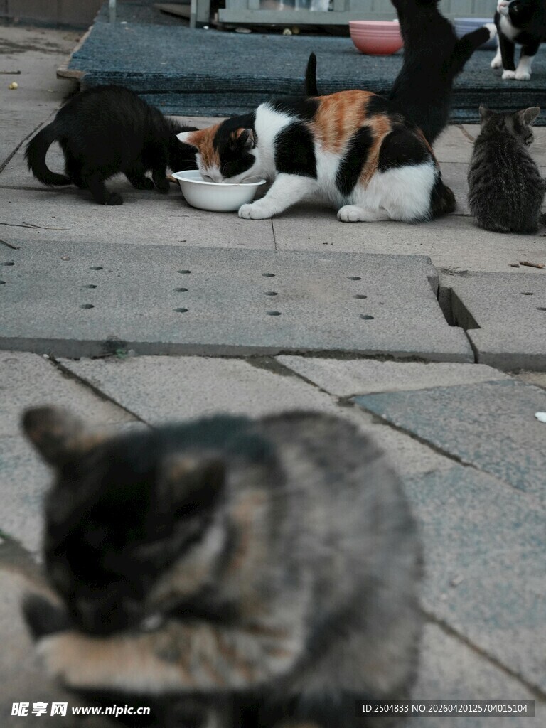 街头猫咪惬意生活瞬间