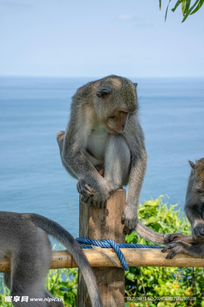 海边猴子嬉戏场景