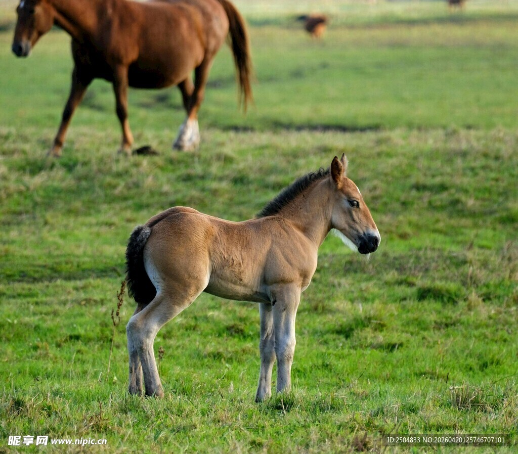 草原上的小马与成年马