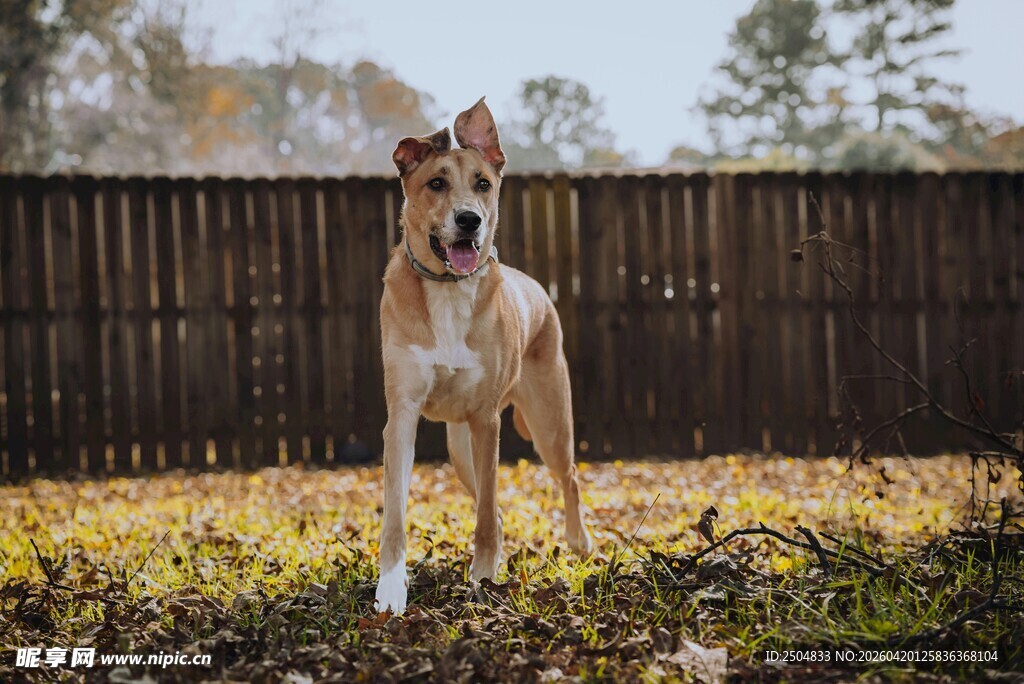 站立在草地的高大猎犬