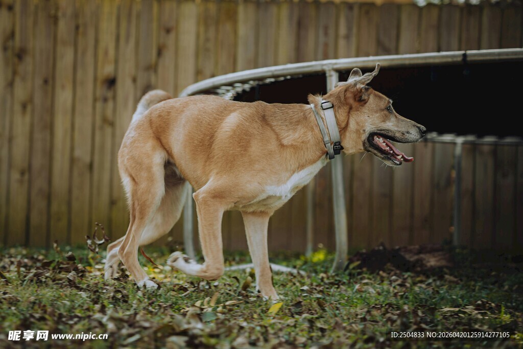 户外围栏旁的棕色大狗