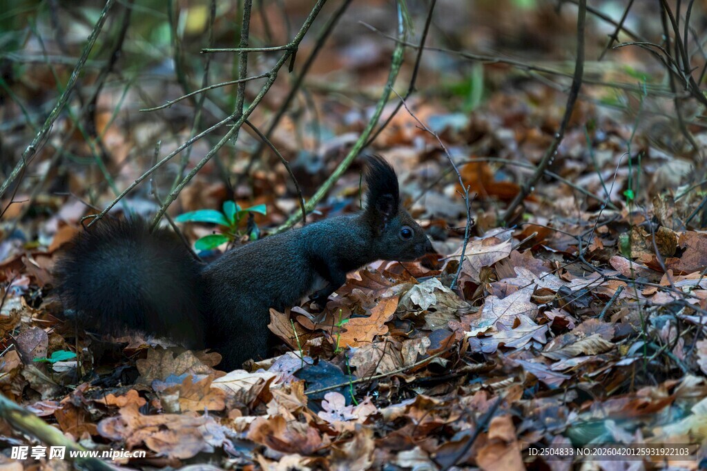 落叶中休憩的黑松鼠