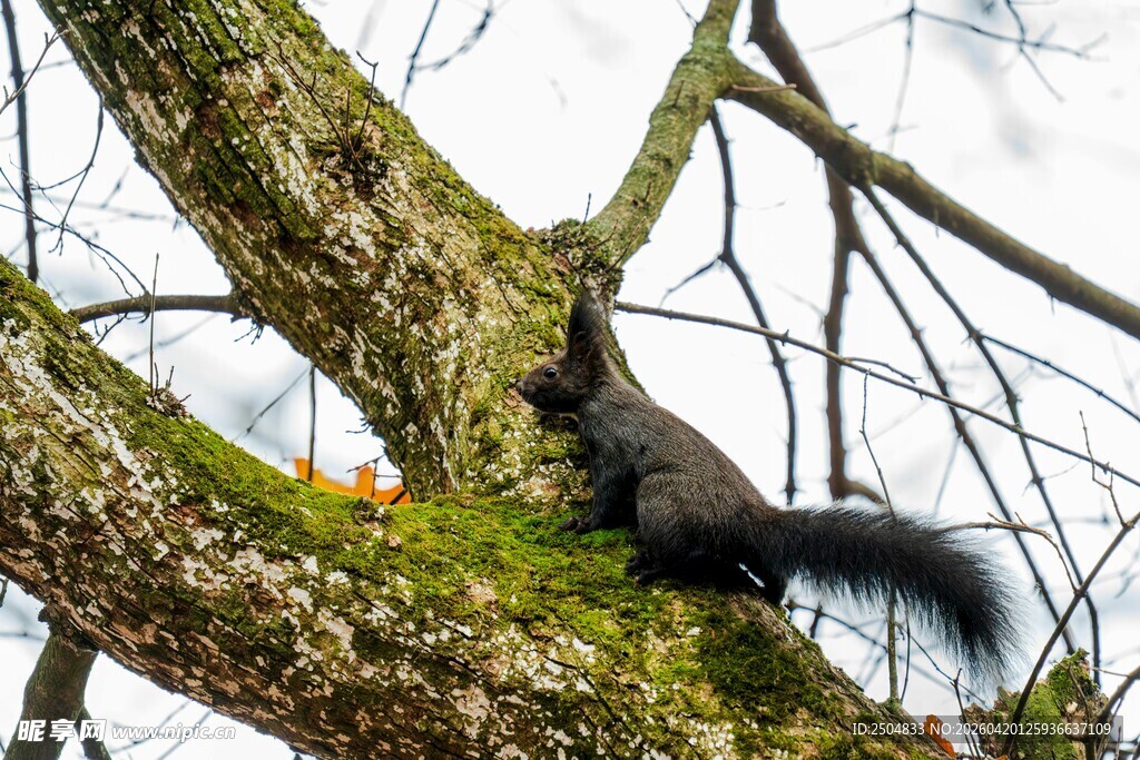 树枝上的松鼠