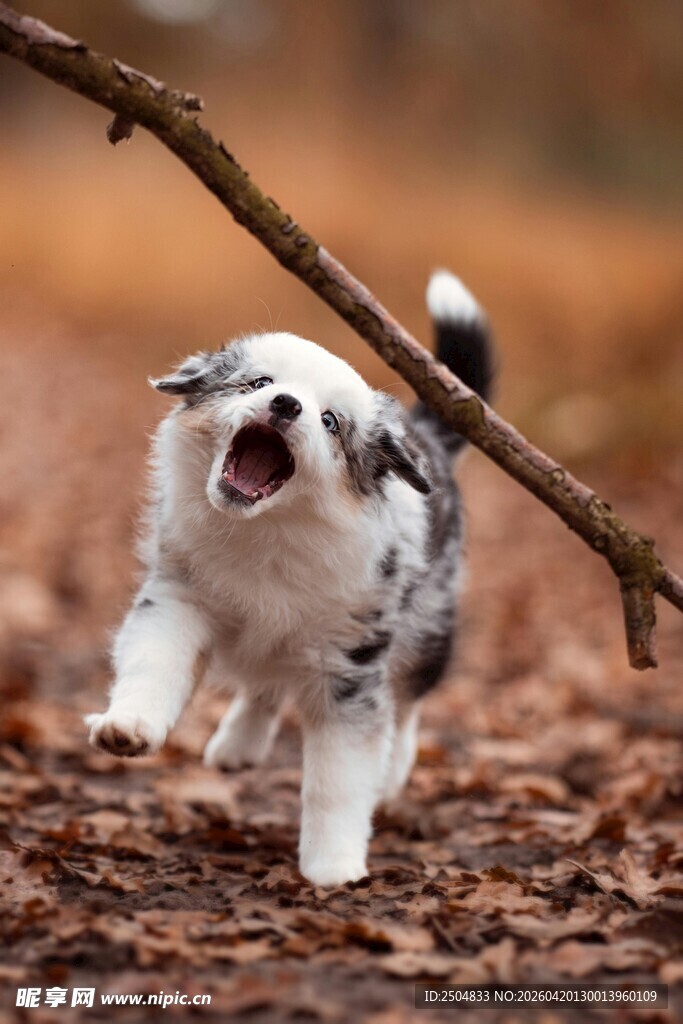 奔跑吠叫的可爱边牧幼犬