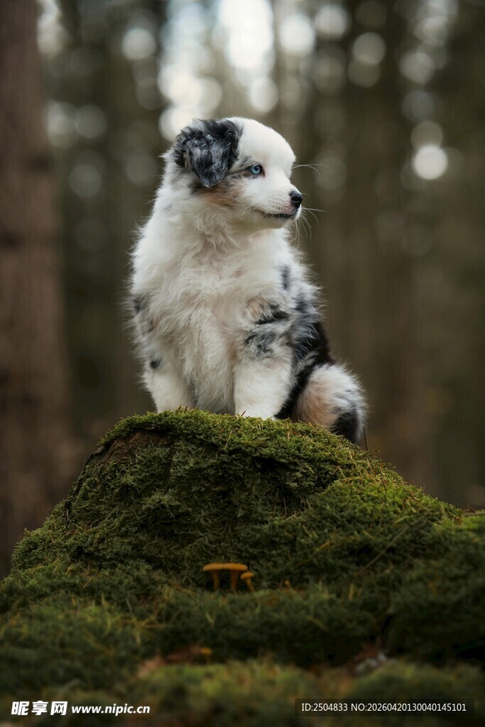 萌犬立于翠绿苔藓之上