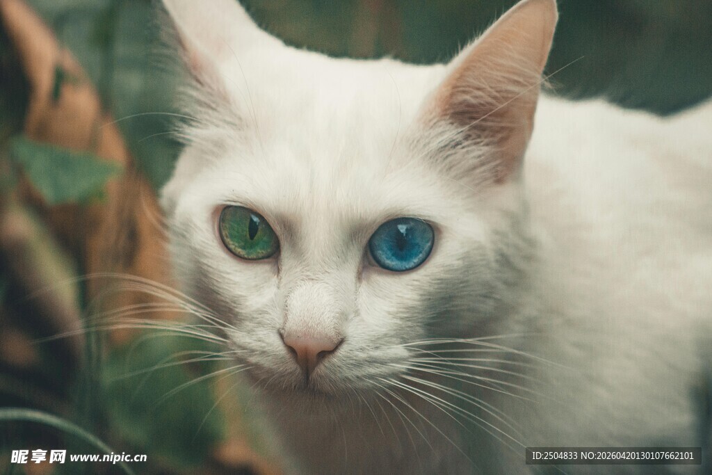 蓝绿异瞳的可爱白猫