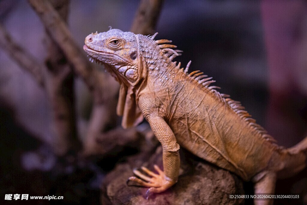 栖息的棕色鬣蜥